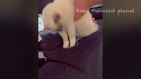 Funniest Dog And Cat Videos