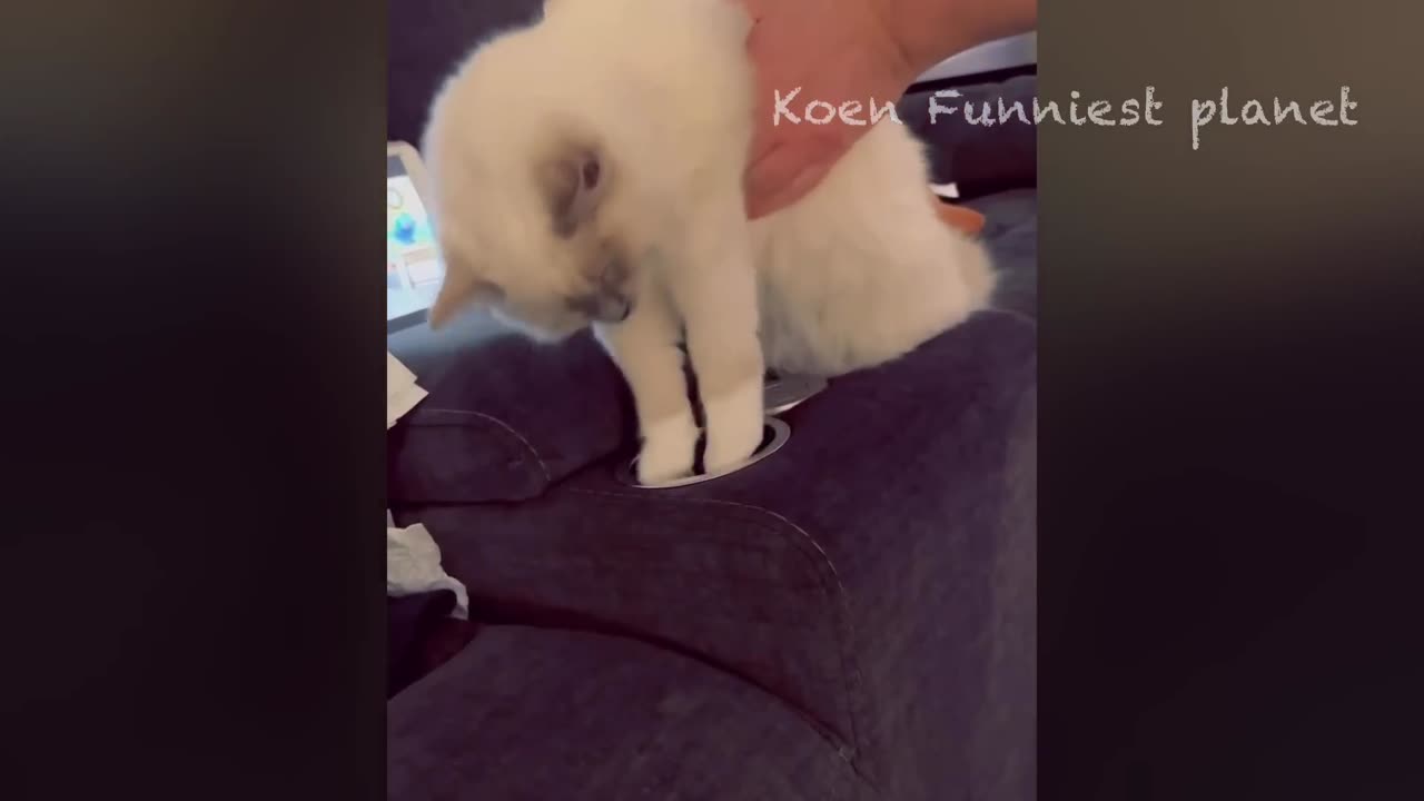 Funniest Dog And Cat Videos