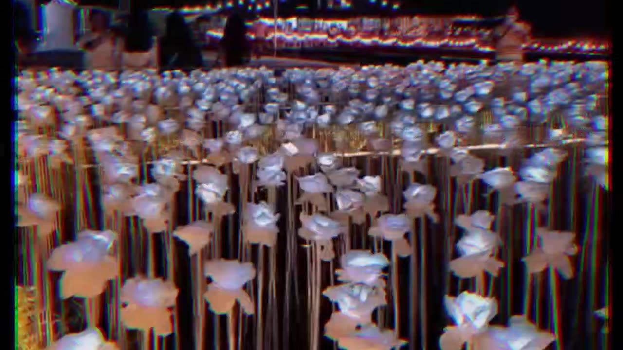 It is really a very romantic and happy thing to be seen by people Aite lights and roses