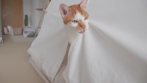 The Cutest Cat in Prison! | Kittisaurus Villains