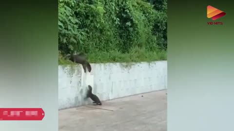 Aksi hewan yang di luar dugaan