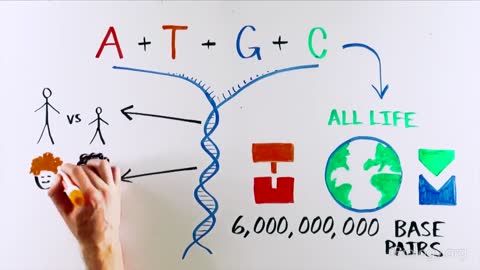THE MOST BEAUTIFUL EXPERIMENT IN BIOLOGY: Meselson & Stahl, The Semi-Conservative Replication of DNA