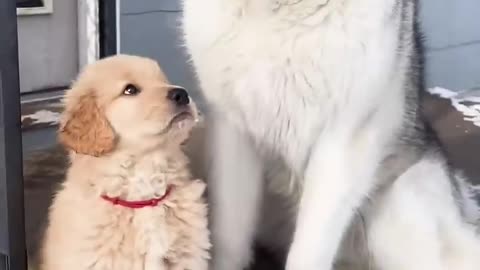 Puppy Gets Scared By His Elder Brother 🐶🐕