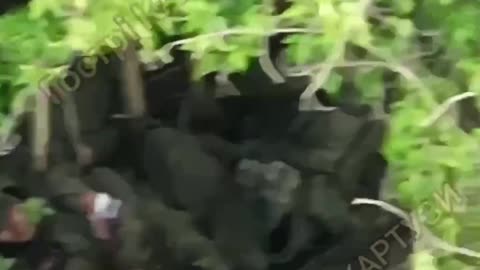 A Look Inside a Rus-hole