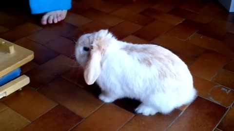 OH MY GOD LOOK AT THE BUNNY