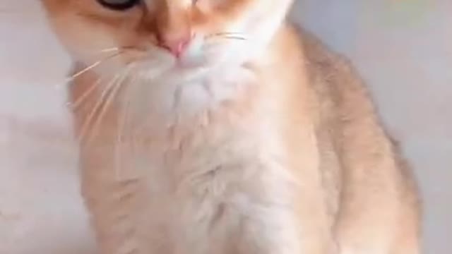 Meg, the cutest and sweetest kitten you can meet