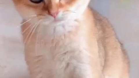Meg, the cutest and sweetest kitten you can meet