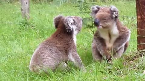 Koala Fight-Funny Animals Fighting