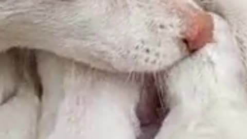 Dog with thier puppies|dog life|animal sounds|cute puppies video|#shorts#short#viral