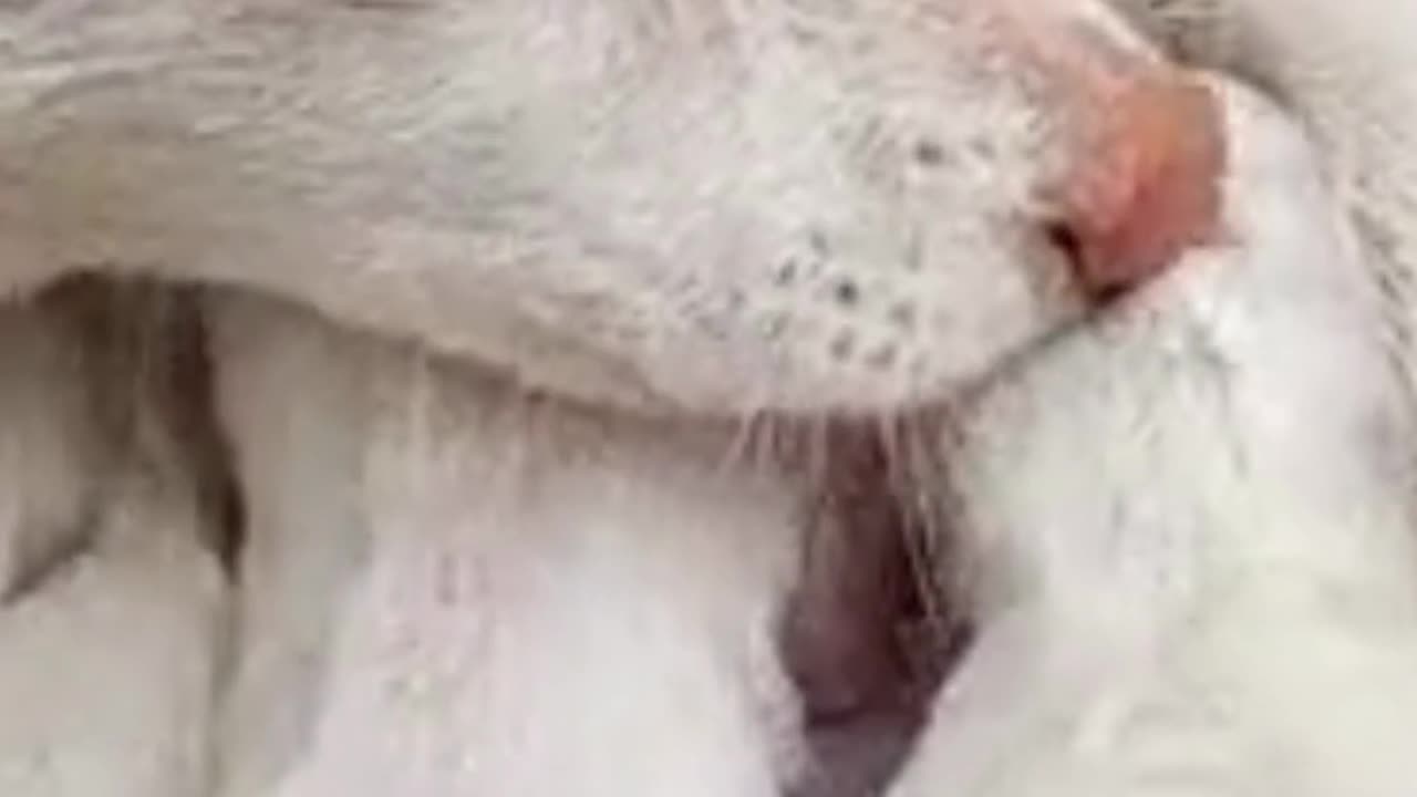 Dog with thier puppies|dog life|animal sounds|cute puppies video|#shorts#short#viral