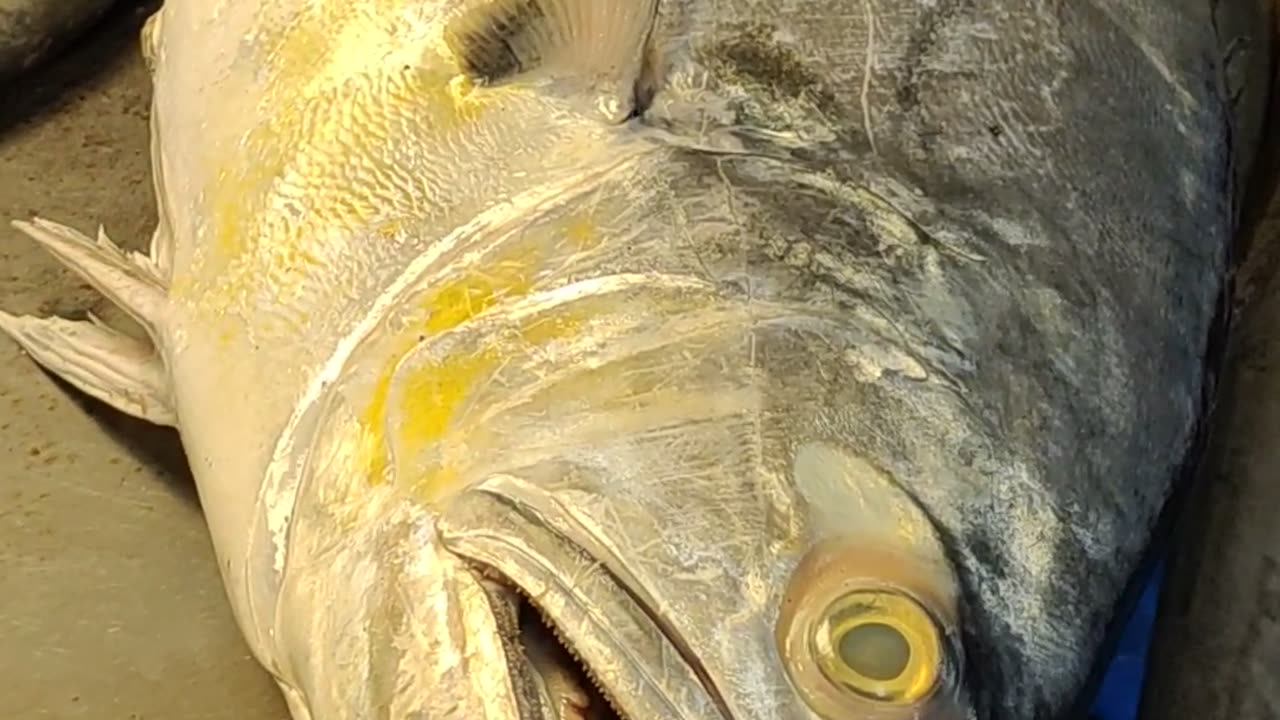 amazing Giant Ocean Fish Video In Fish Market#shorts
