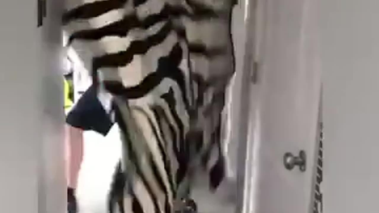 Funny videos