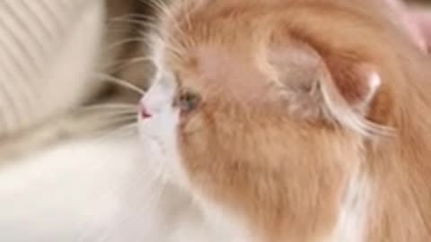 Funny cat video