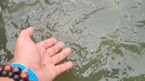 Small Tilapia