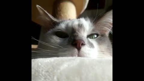 An aggrieved kitten