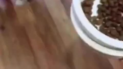 Funniest Animals Videos🐶 - Best Cats😂 and Dogs 😹Videos 2022!