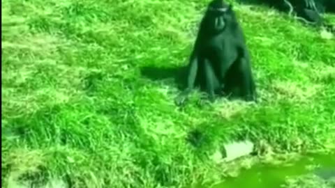 Funny Animals