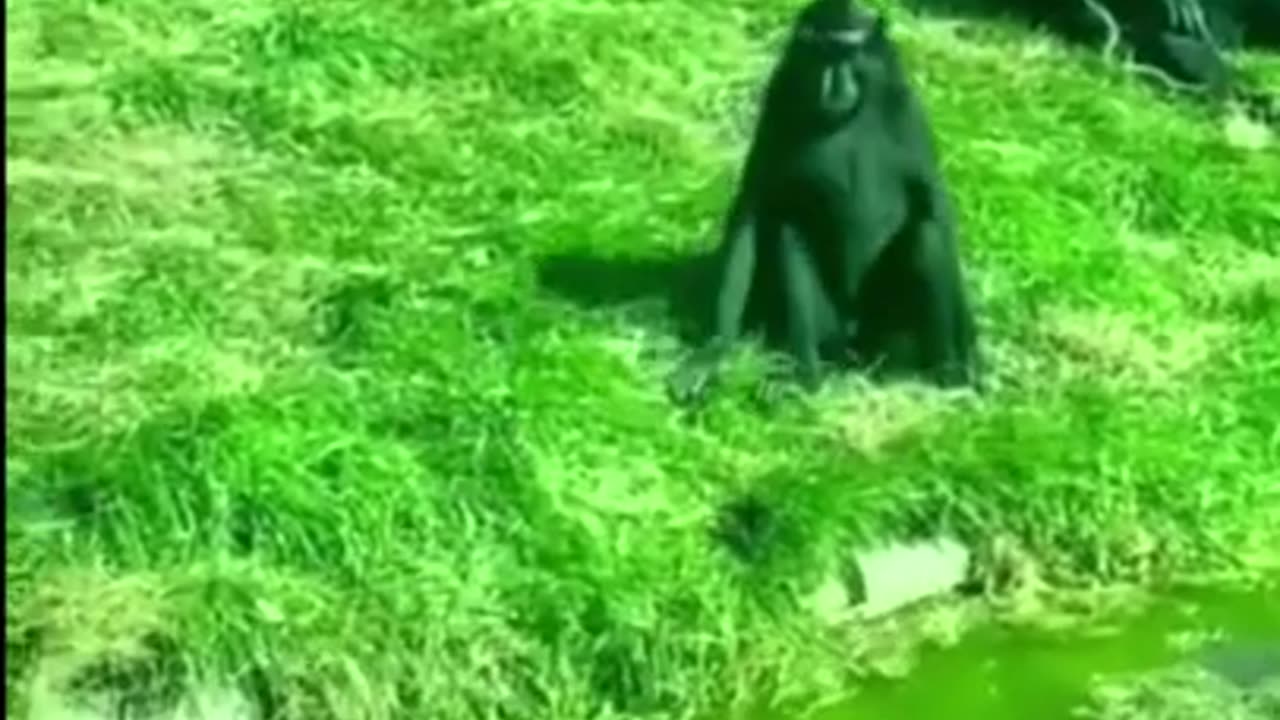 Funny Animals