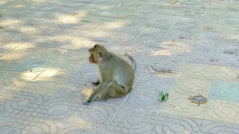 AWW New Funny Videos 20223😂 Cutest animals Doing Funny Things monkey 8888