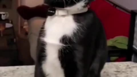 FUNNY DOGS VIDEO 2022|ANIMAL VIDEO