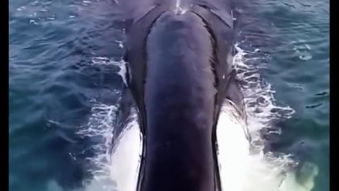 #ocean #shark #sea #whale