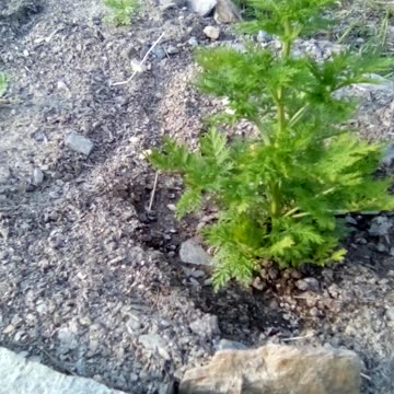 Artemisia annual in the garden at last.