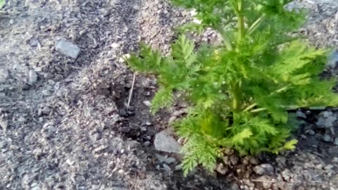 Artemisia annual in the garden at last.