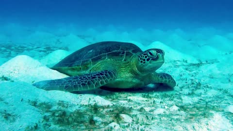 Scuba diver sneaks up on sea turtle peacefully sleeping