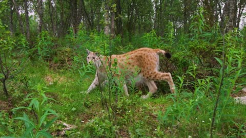 Two focused young european lynx cats walking in the forest in evening