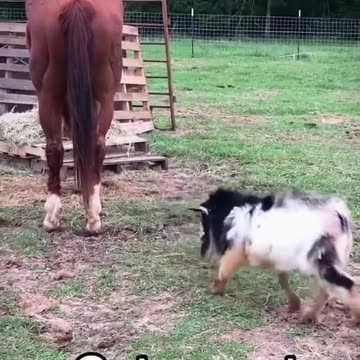 Funny horse and goat hilarious moments