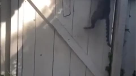 Funniest Cat And Dogs 😂 Funny Animal Videos 2022 #8