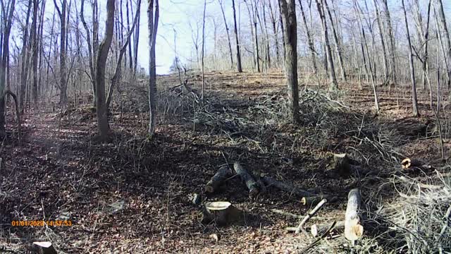 Clearing brush and walking the path.
