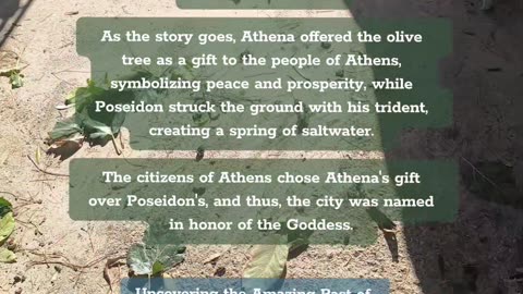 OLIVE TREE AND THE ANCIENT GREEK MYTH OF GODDESS ATHENA