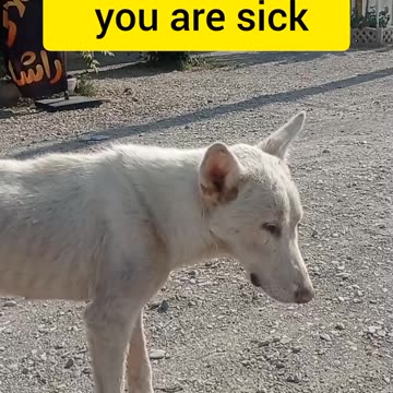My God, I think the dog is sick😬🥺