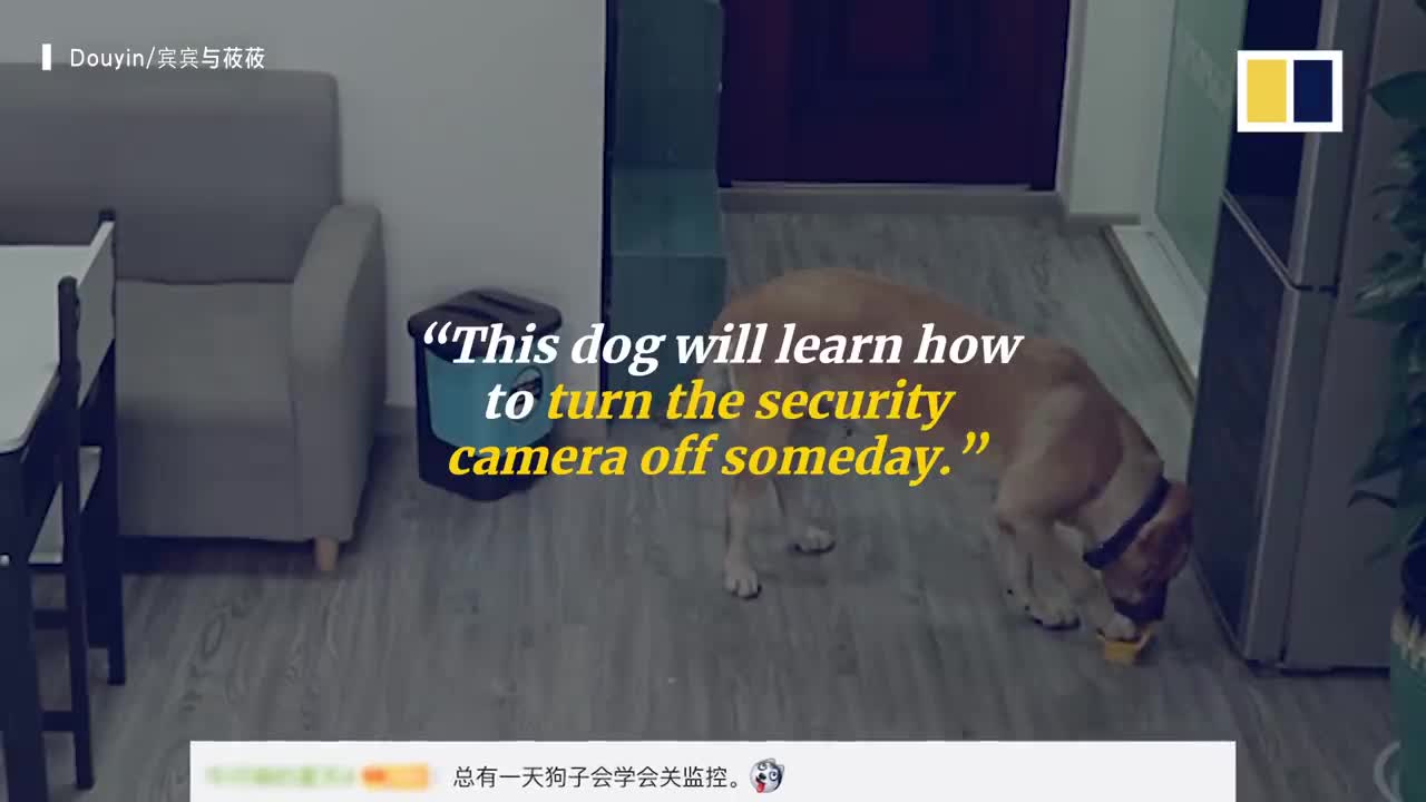 Dog in China sneaks