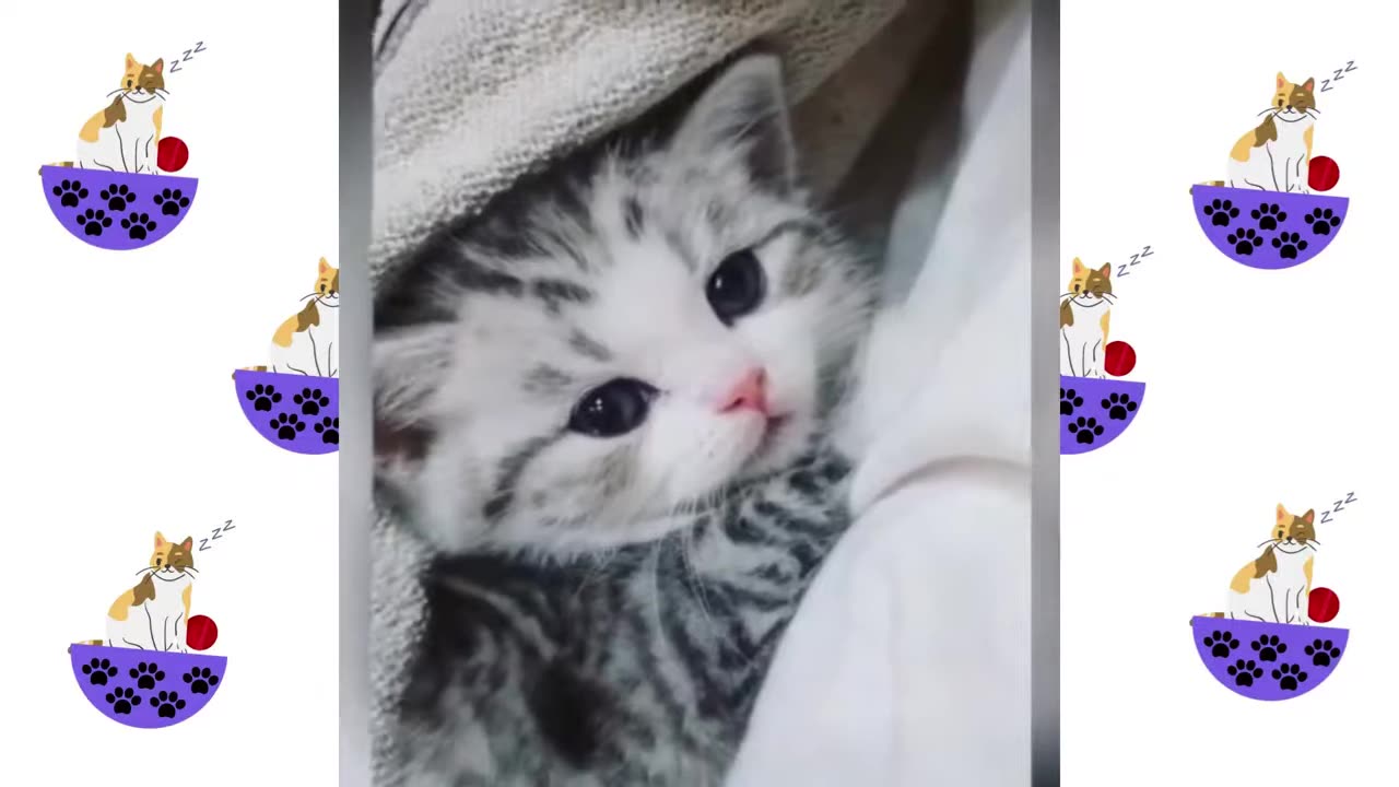 Smart and cute cats | Funny cats π»πΎπ±π₯°π₯°