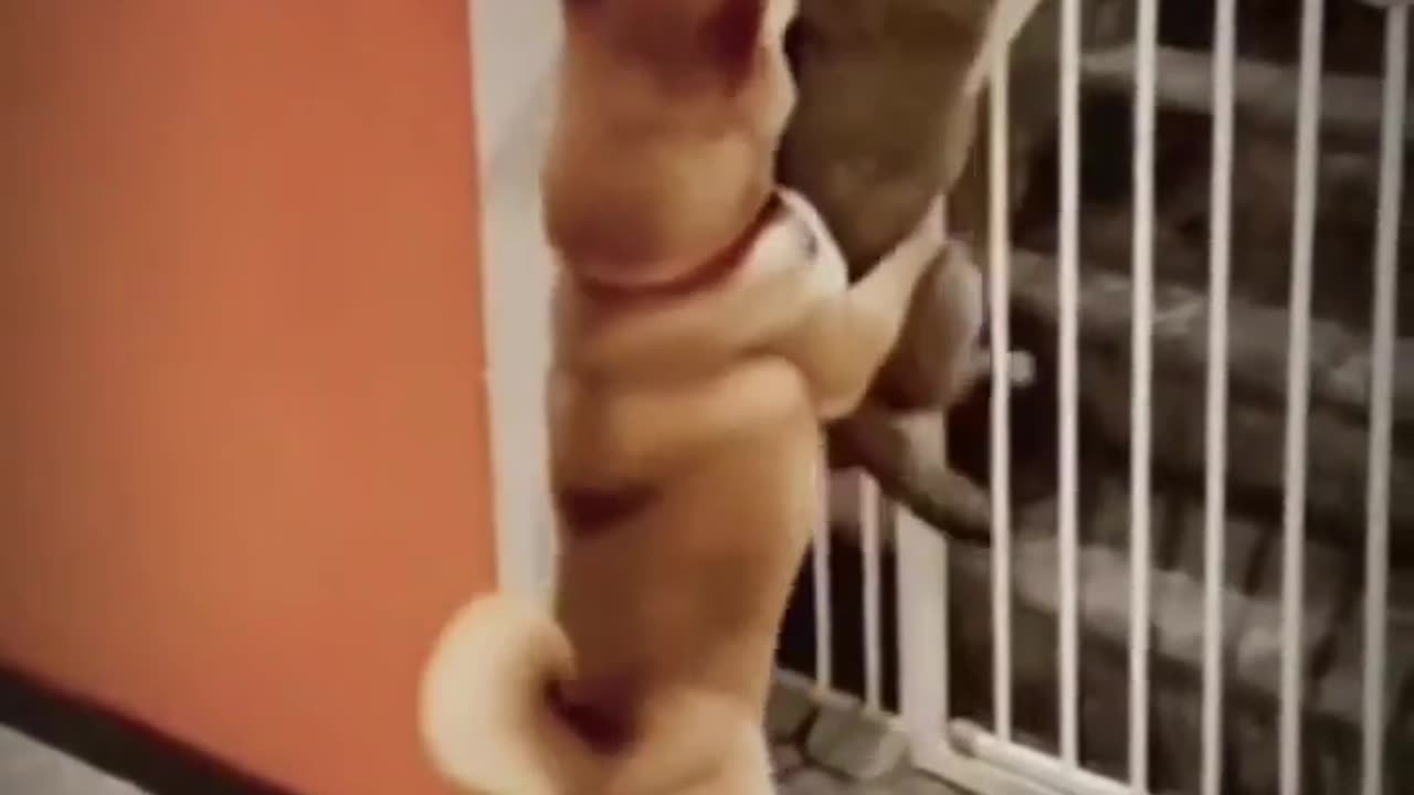 Help me baby to jump over the gate....🤣🤣