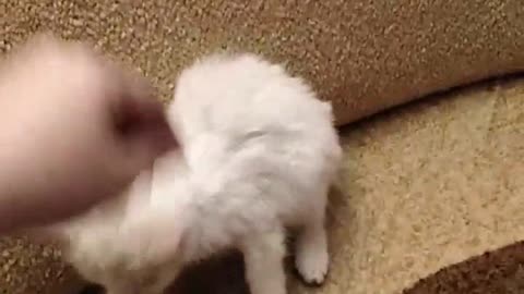I washed the Kitten and he was offended