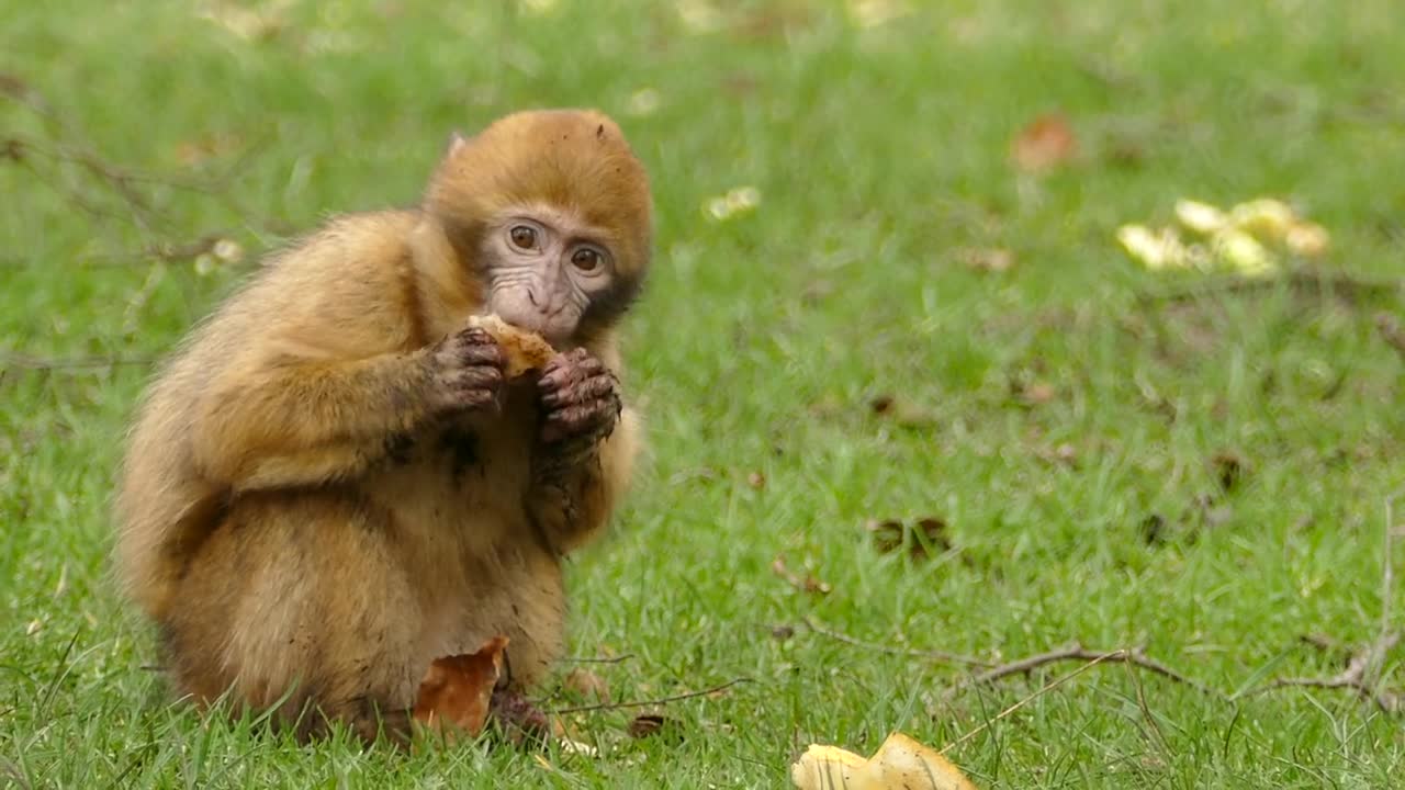 Monkey eating in the jungle..