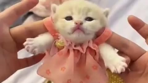 cute kitten