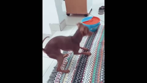 Funny Animal Video- Funny Video compilation
