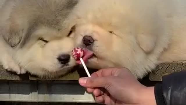 Cute and adorable Alaskan Malamute pets It delicious mom😍 cute Puppies