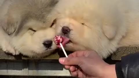 Cute and adorable Alaskan Malamute pets It delicious mom😍 cute Puppies