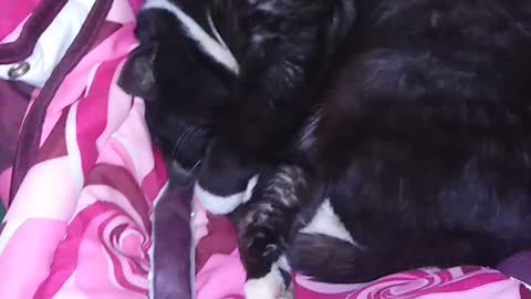 Кот в коляске