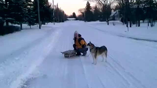 Husky dog and cat basket snow ride