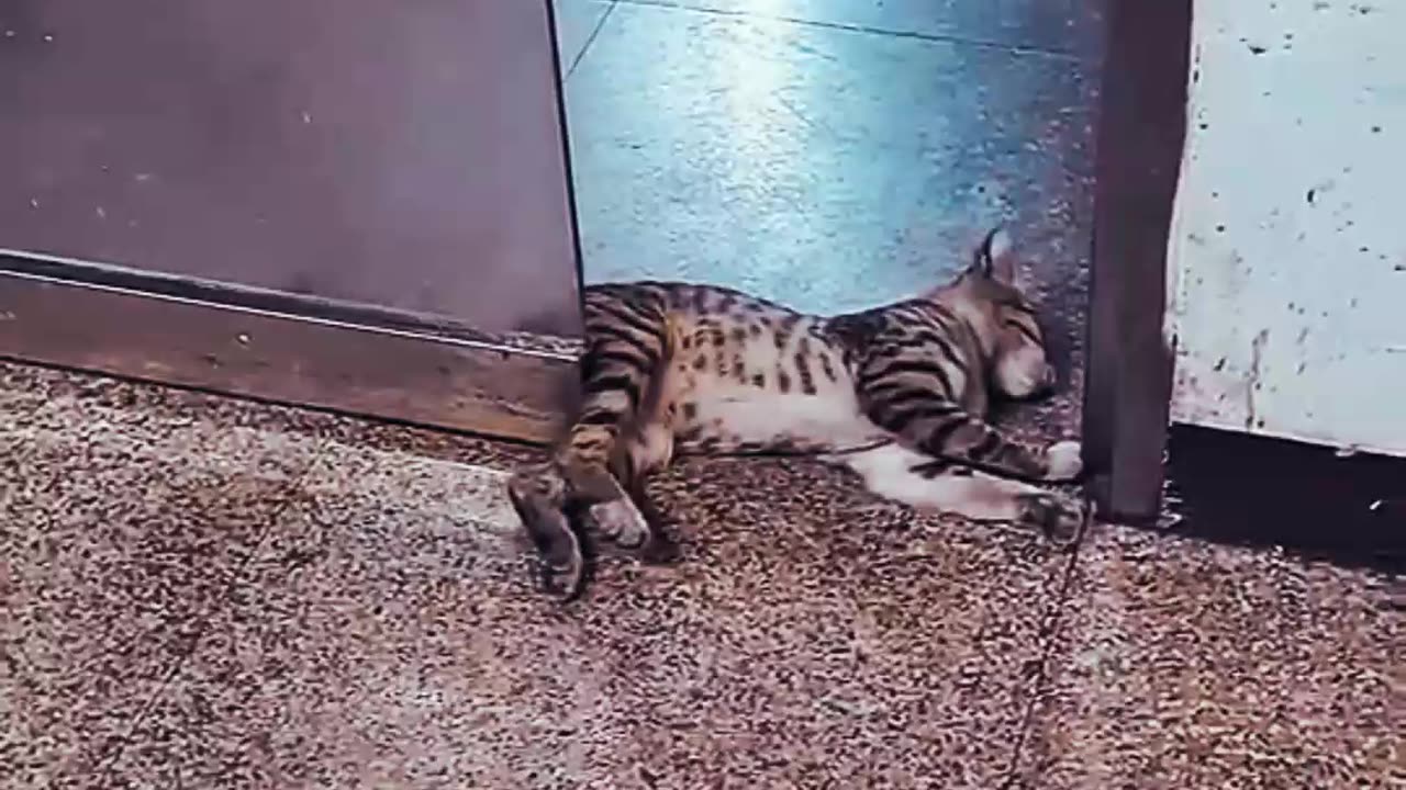 CUTE SLEEPY AND LAZY KITTY NOTHING BOTHERS HIMπππππΊπΊπΊπΊ