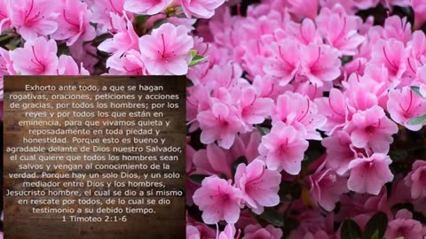 DEBEMOS ORAR POR TODOS - Devocional.
