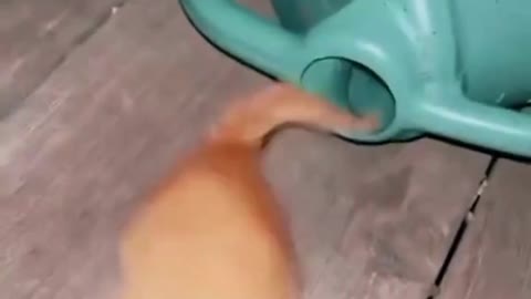 How many cats are in there?