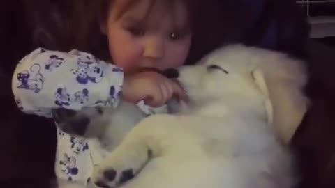 Cute and funny animals