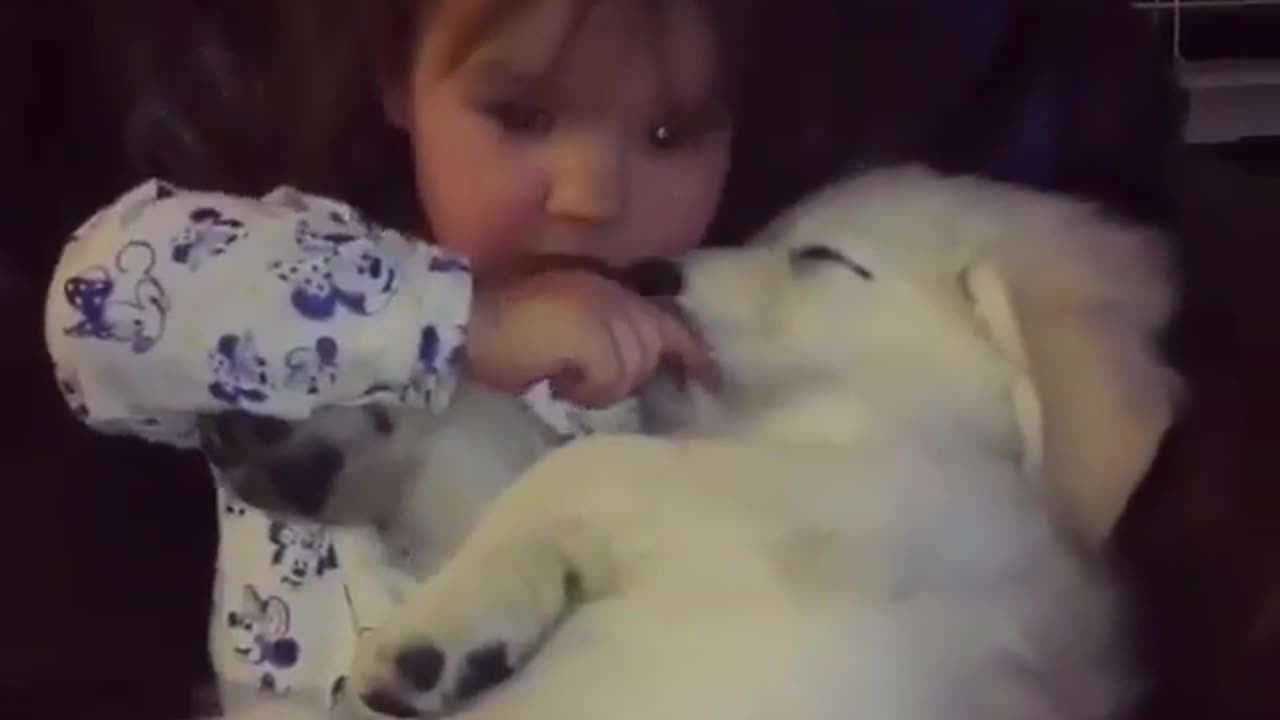 Cute and funny animals